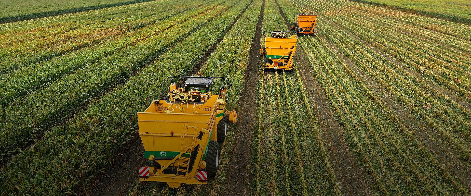 Tohum bizim işimiz!