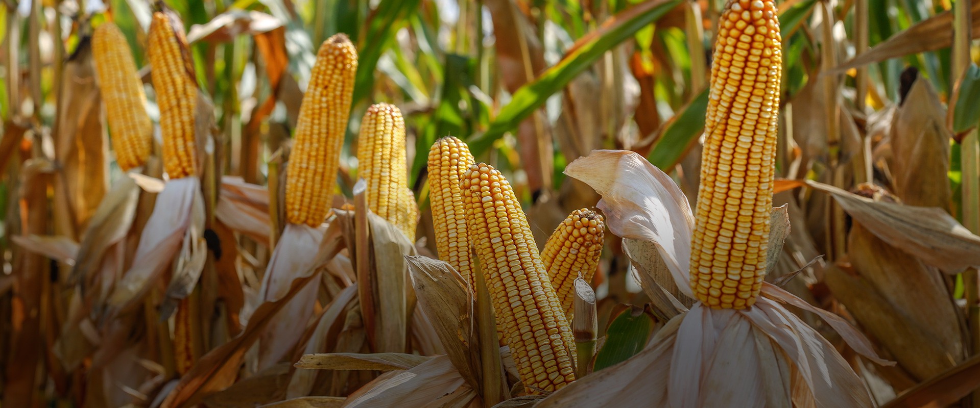 Topraktan toprağa yaşam döngüsünde biz varız!